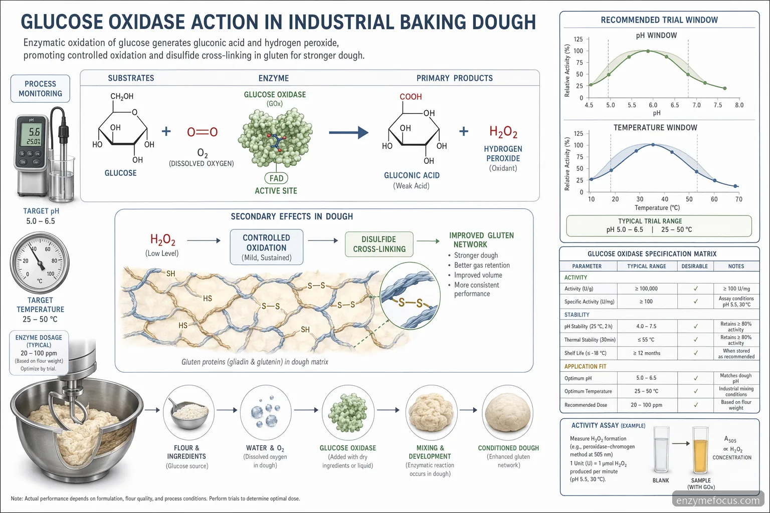 glucose oxidase baking process guide mechanism with glucose-to-acid reaction, peroxide formation, and gluten bonding
